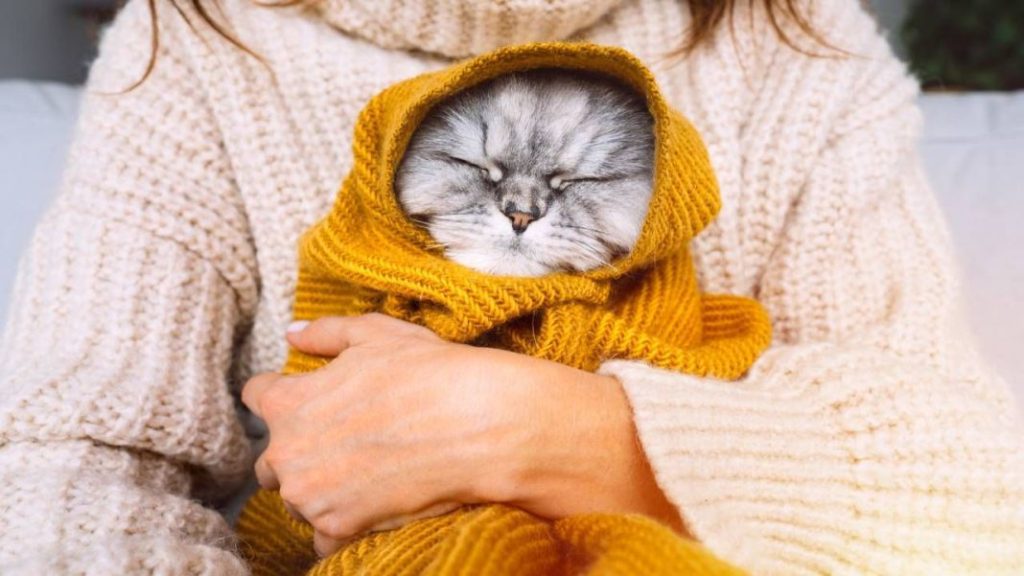 Qué otros métodos podemos utilizar para mantener a nuestro gato caliente