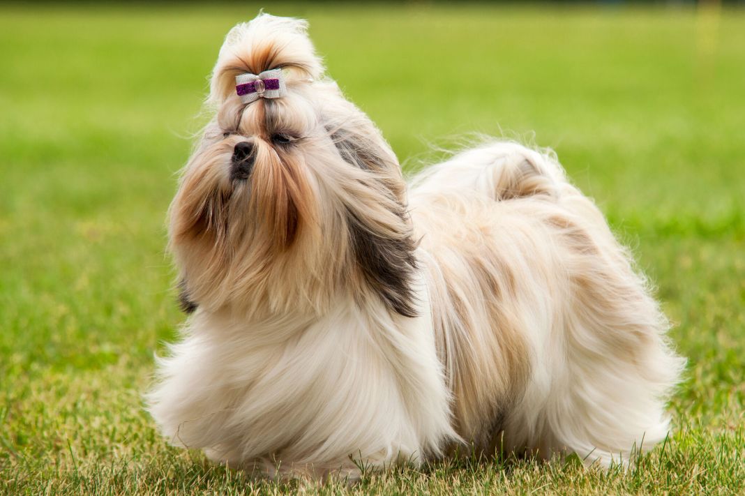 La raza de perro total: Cariñosa, anti-depre y relax total ¡Descubre cuál es! 2 Vida.es Shih Tzu: Un gran compañero de vida