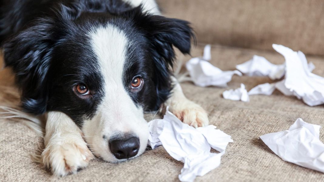 CAUSAS DE LA ANSIEDAD EN LOS PERROS