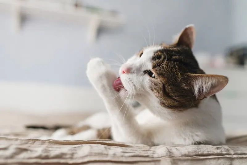 cómo apoyar a tu mascota en la vida cotidiana