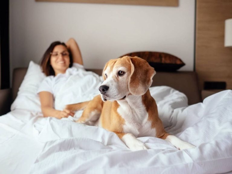 ¿Es saludable dormir con tu mascota? Esto dice la ciencia