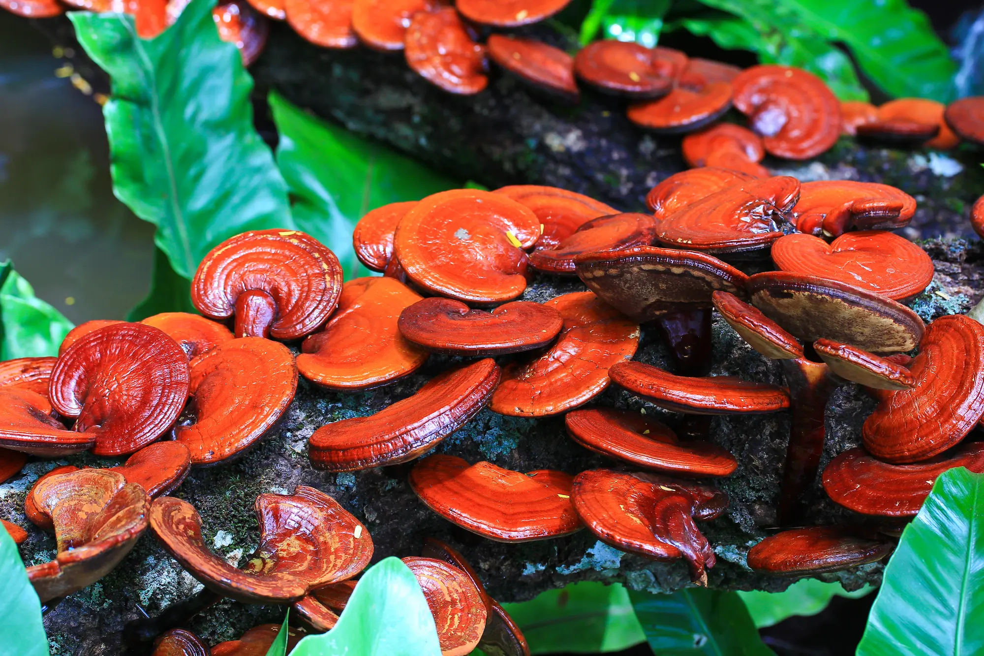 USOS MEDICINALES DE LOS HONGOS