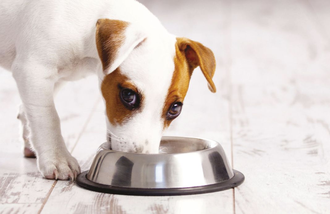 Descubre la dieta equilibrada que mantendrá a tu perro saludable y feliz 4 Vida.es LA IMPORTANCIA DEL AGUA FRESCA