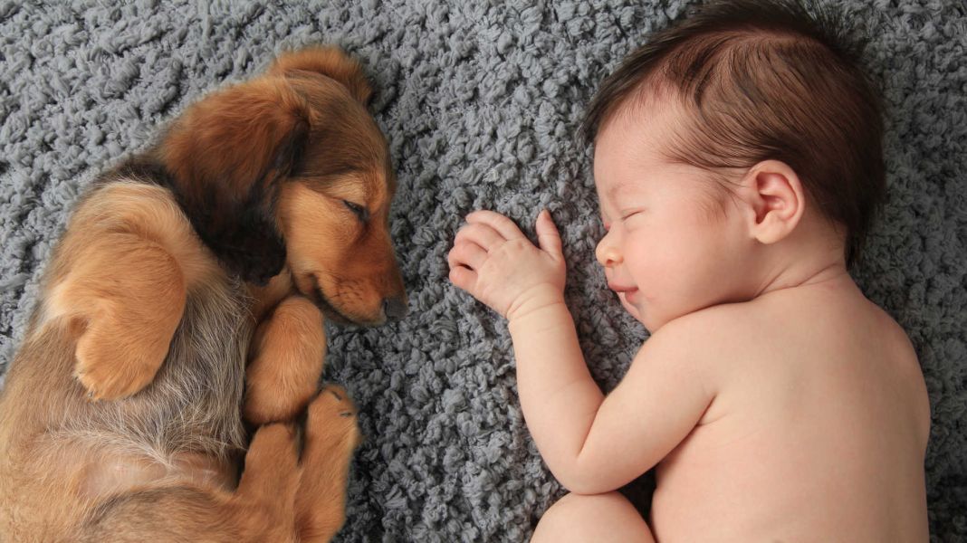 Los secretos para una primera impresión perfecta entre tu perro y tu bebé 3 Vida.es ESTABLECER LÍMITES CLAROS
