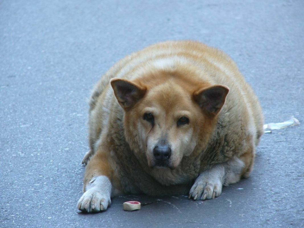 UN PROBLEMA CON PESO: ENTENDIENDO LA OBESIDAD CANINA
