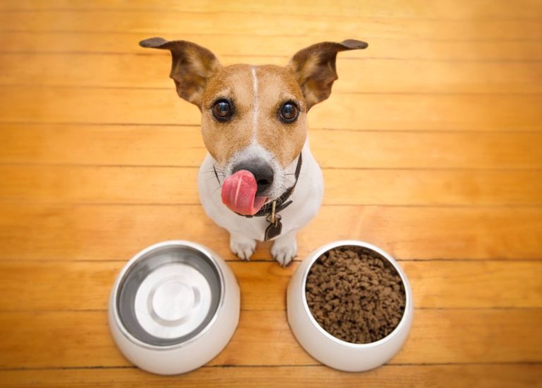 Descubre la dieta equilibrada que mantendrá a tu perro saludable y feliz