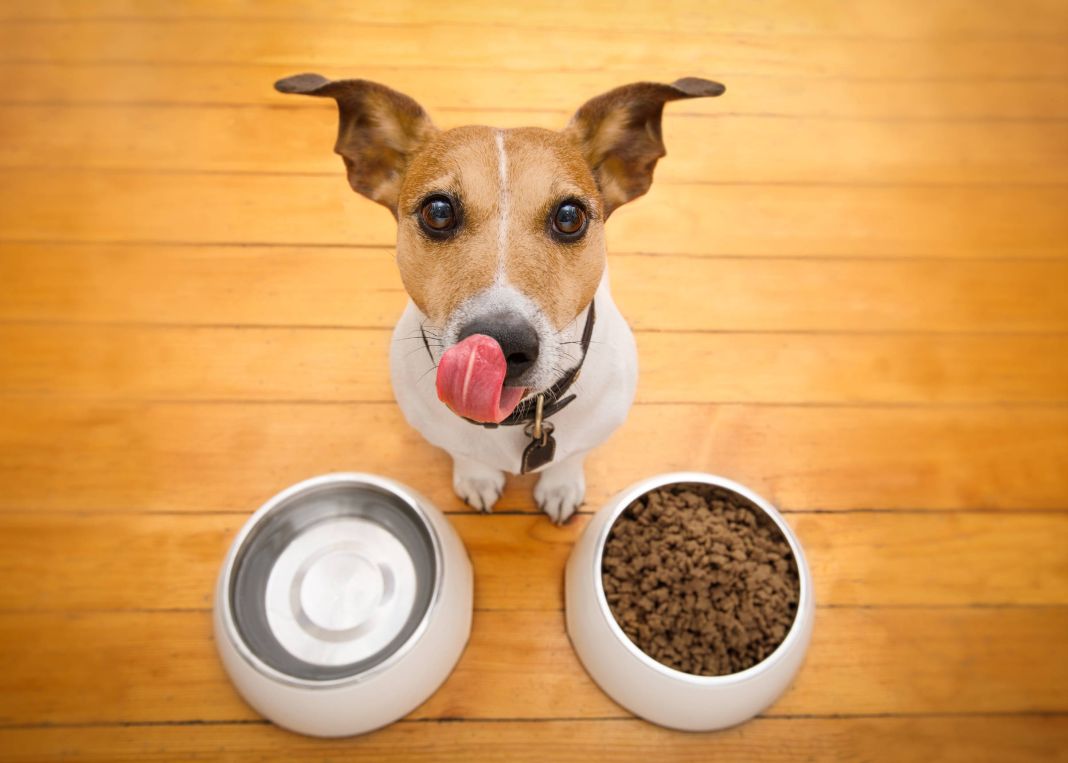 Descubre la dieta equilibrada que mantendrá a tu perro saludable y feliz 2 Vida.es ELECCIÓN DE ALIMENTOS ADECUADOS