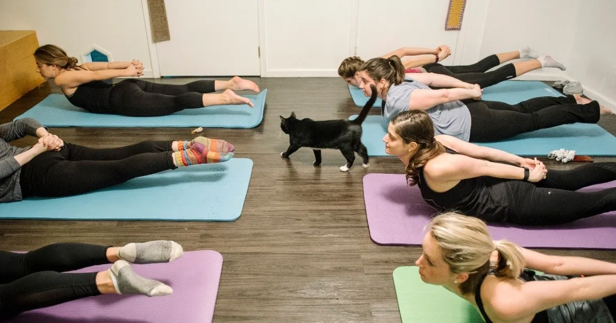 CÓMO REALIZAR EL YOGA PARA GATOS DE MANERA SEGURA