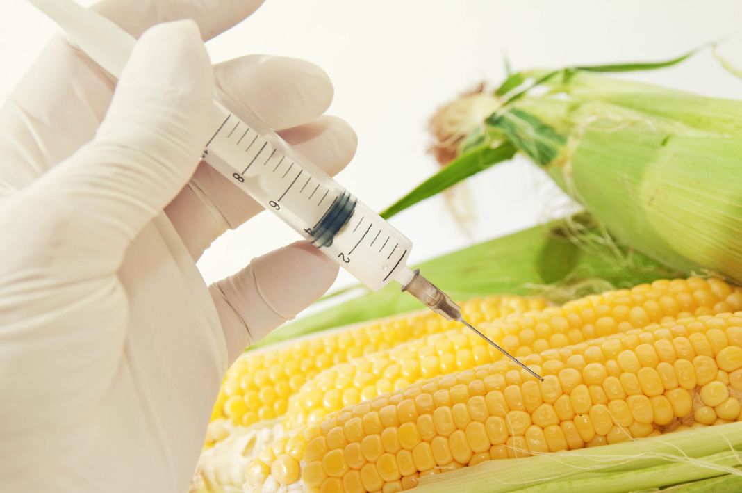 Alimentos transgénicos: ¿Innovación o amenaza nutricional? 3 Vida.es INNOVACIÓN TECNOLÓGICA: HACIA UN HORIZONTE DE PRECISIÓN GENÉTICA