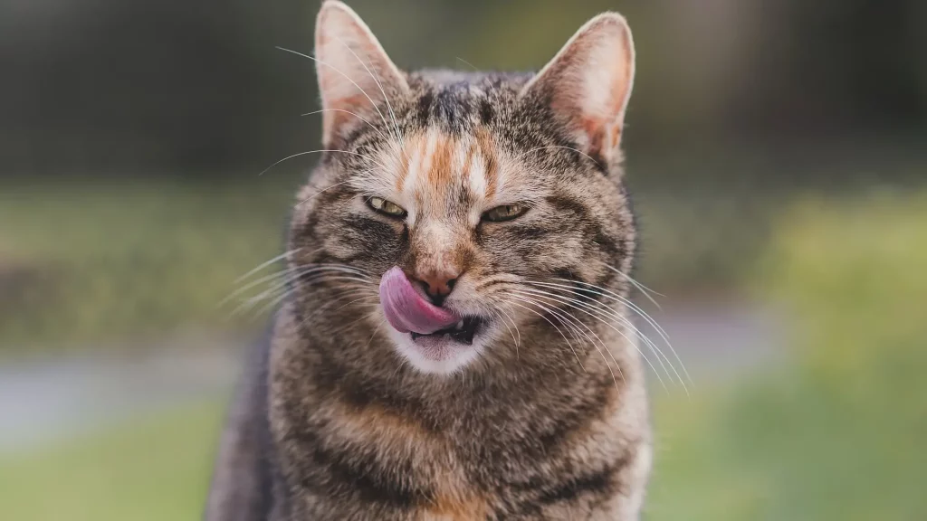 Anatomía de los dientes de los gatos y los perros