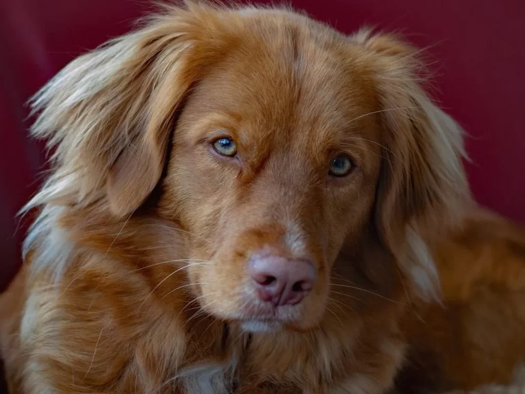 El bigote es una parte esencial de la anatomía canina