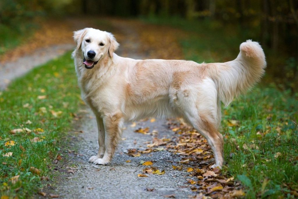 La raza de perro ideal para una persona con depresión 1 Vida.es LA EMPATÍA DEL GOLDEN RETRIEVER