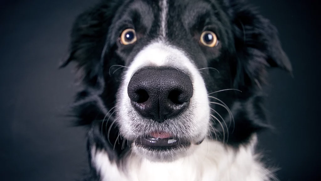 Los bigotes son un aspecto natural y hermoso de los perros