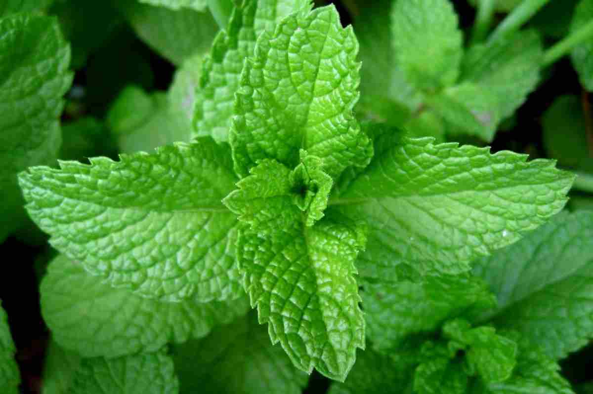 LA MENTA COMO COMPLEMENTO: UN TOQUE FRESCO EN LA GESTIÓN GLUCÉMICA