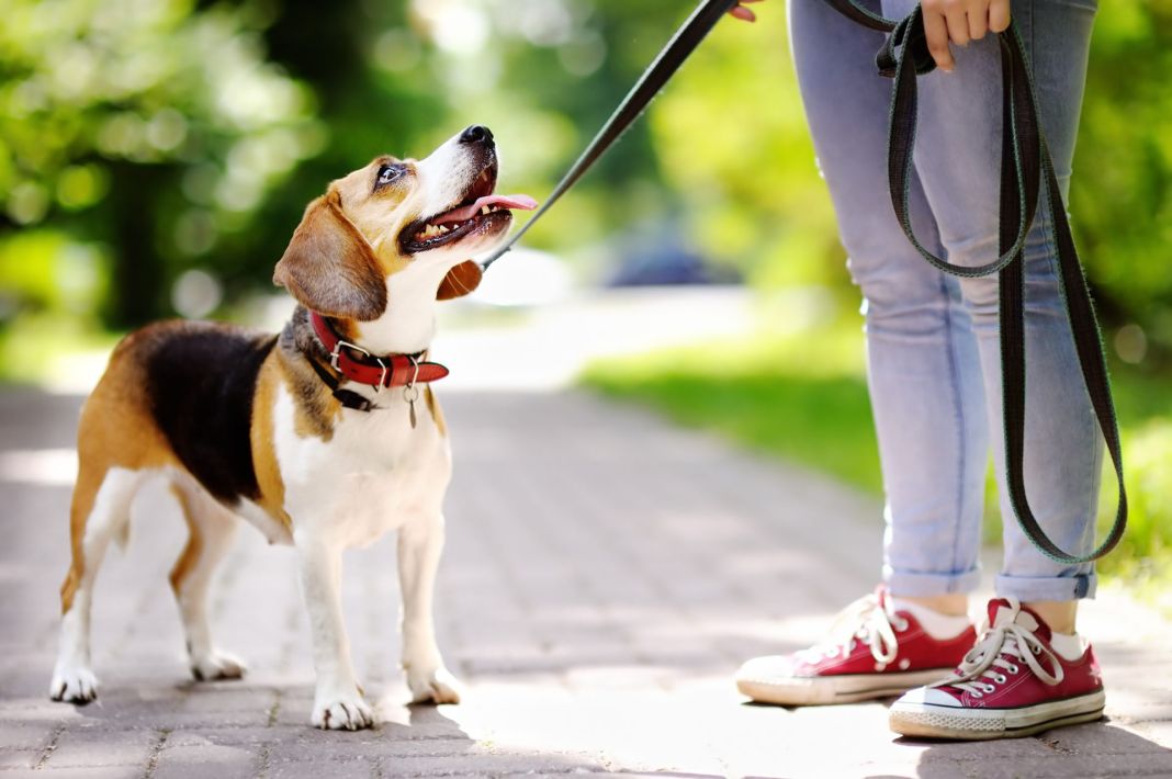 EL LENGUAJE CORPORAL DE TU MASCOTA: UN ABECEDARIO SENTIMENTAL