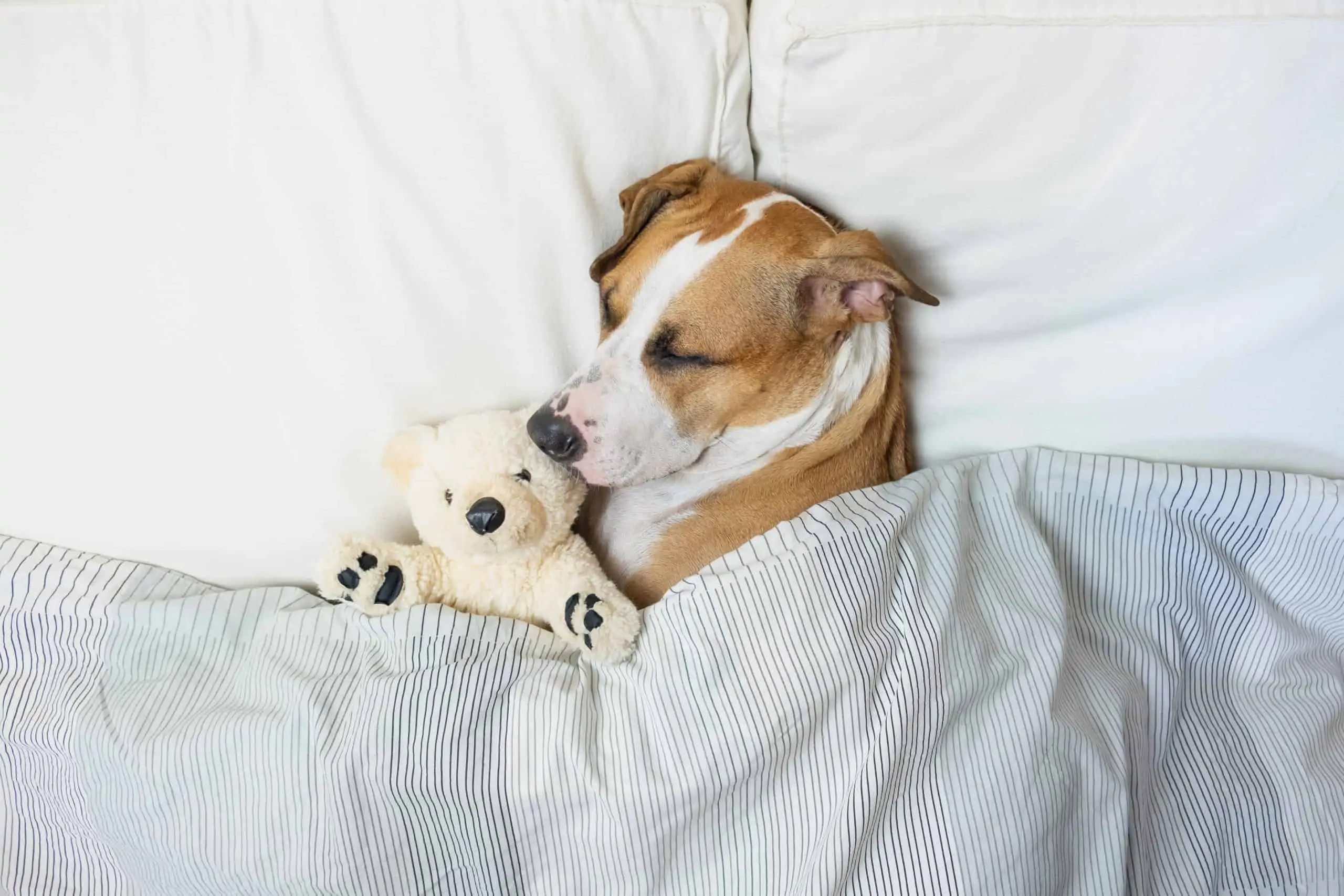 LOS BENEFICIOS DE COMPARTIR LA CAMA CON TU PERRO