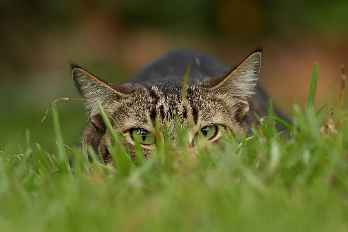 SIGNOS DE ALERTA EN TU FELINO