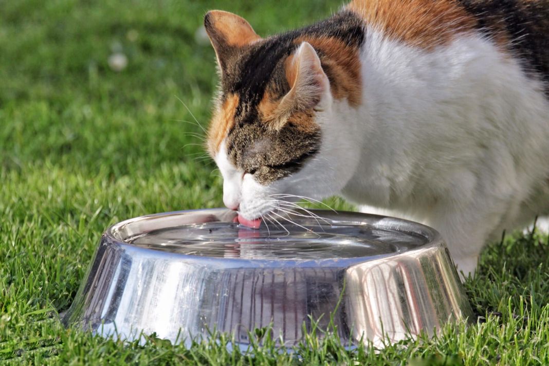 Alerta felina: Cómo la deshidratación silenciosa puede ser un grave riesgo para tu gato 2 Vida.es PROMOVIENDO UNA HIDRATACIÓN SALUDABLE