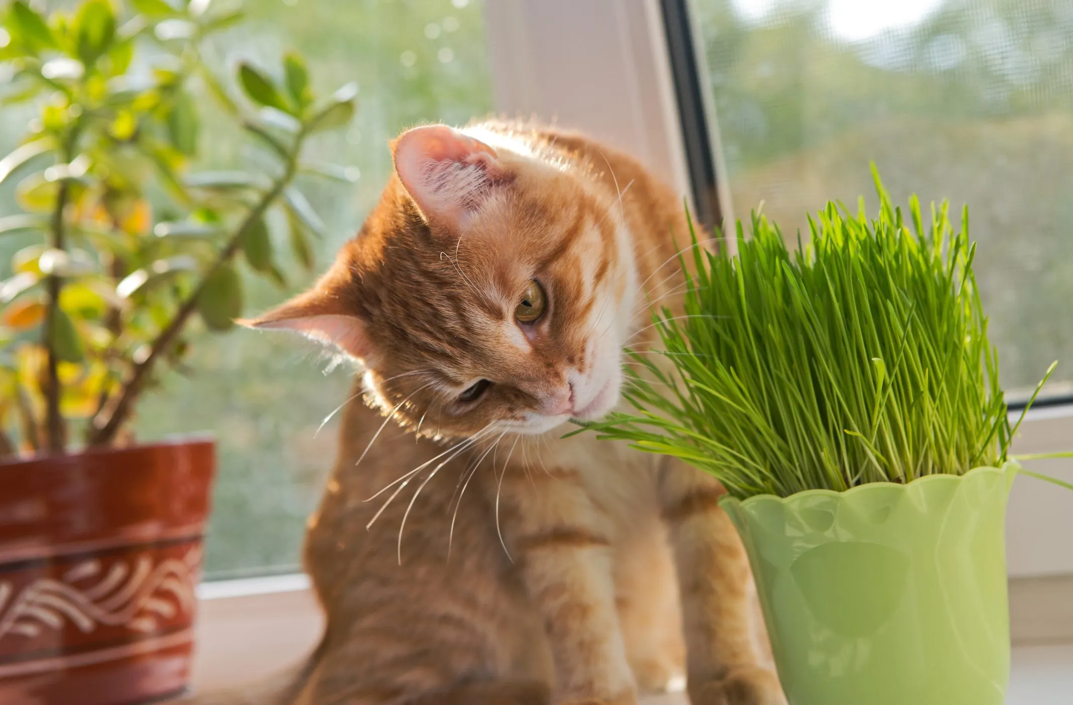 PREVENCIÓN Y ACTUACIÓN: CUIDANDO A TU COMPANERO FELINO