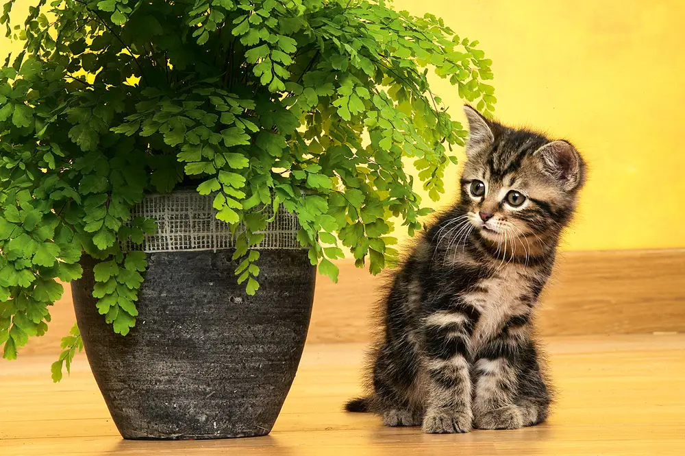 ENEMIGOS VERDES: PLANTAS HABITUALES Y SU TOXICIDAD FELINA