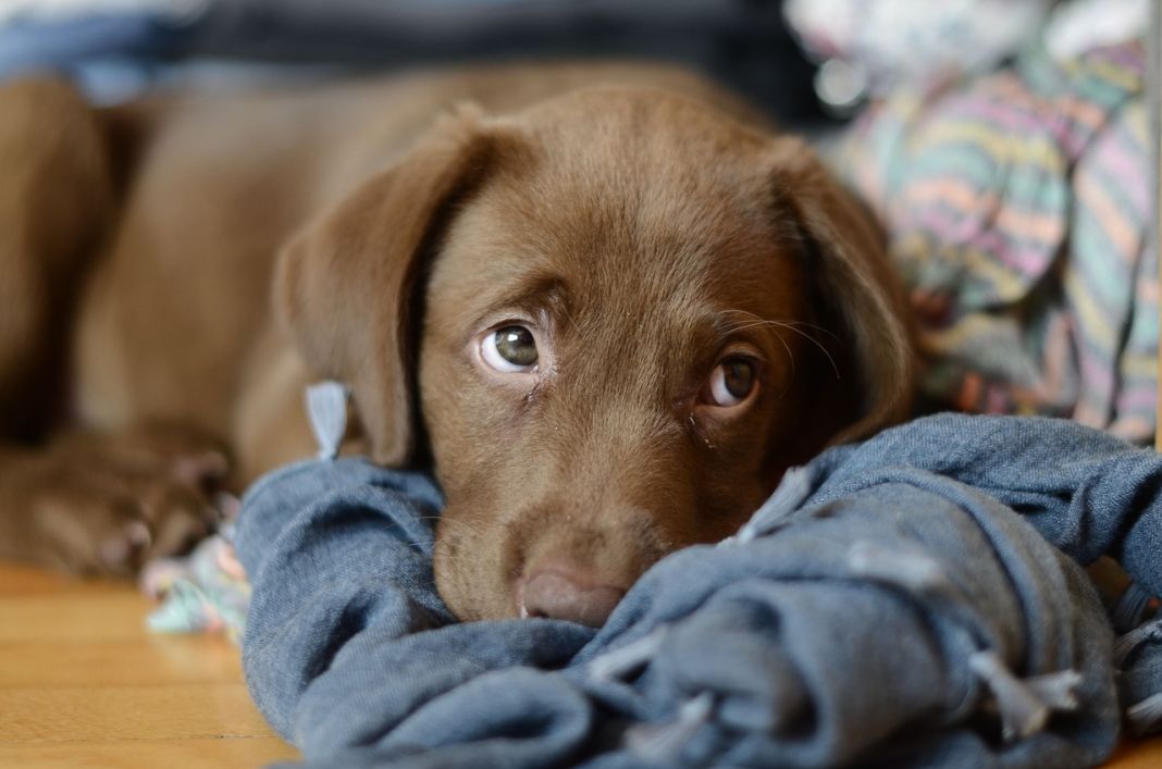 Aullidos en la noche: Consejos para calmar la ansiedad y el miedo en perros 3 Vida.es LA IMPORTANCIA DE UN AMBIENTE ESTABLE: HOGAR Y HÁBITAT
