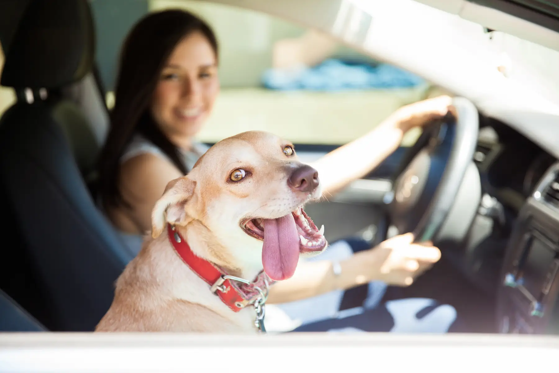 CONSEJOS PARA MEJORAR LA COMUNICACIÓN CON TU PERRO