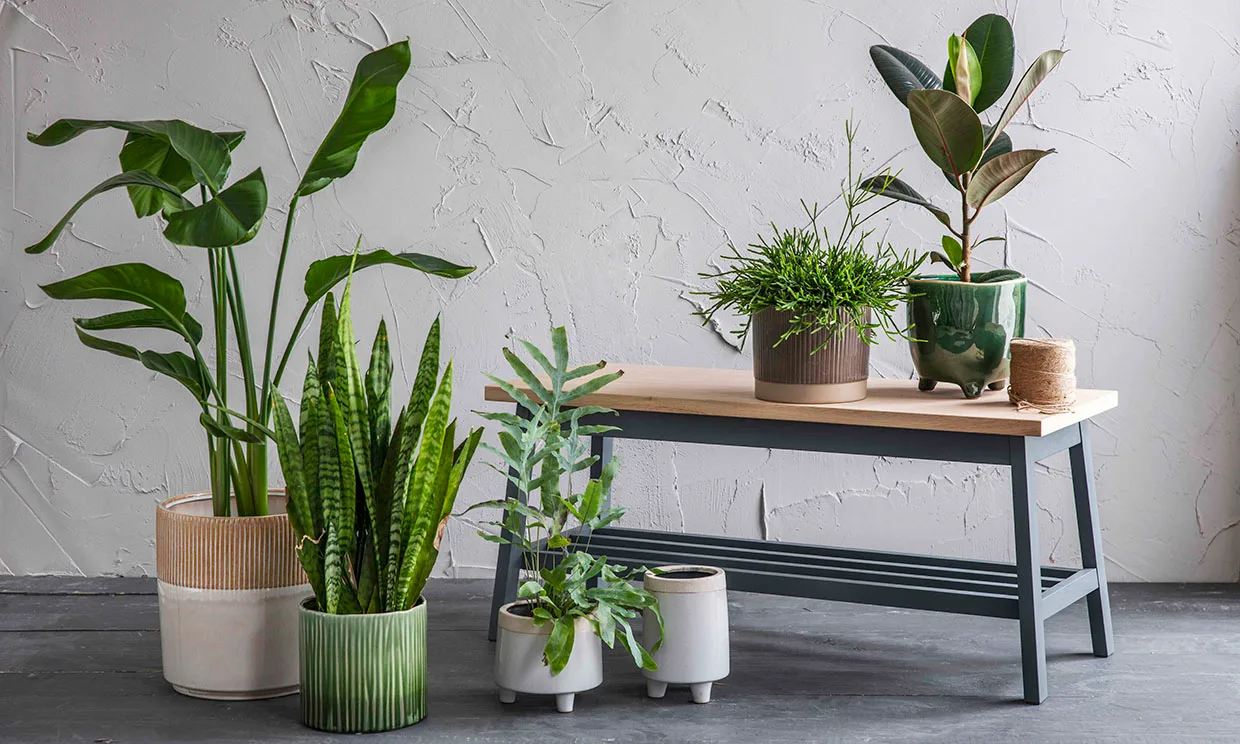 Tu oficina, un oasis: Consejos para un ambiente laboral que todos fliparán 1 Vida.es UN ESPACIO QUE RESPIRA: LA IMPORTANCIA DE LA NATURALEZA