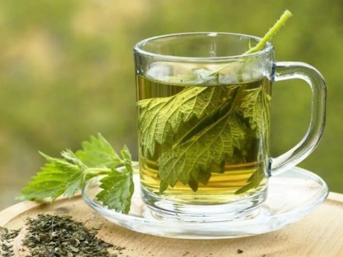 Despertar con perejil: 5 efectos increíbles de este té que jamás imaginaste 1 Vida.es LA FUENTE DE LA JUVENTUD EN UNA TAZA