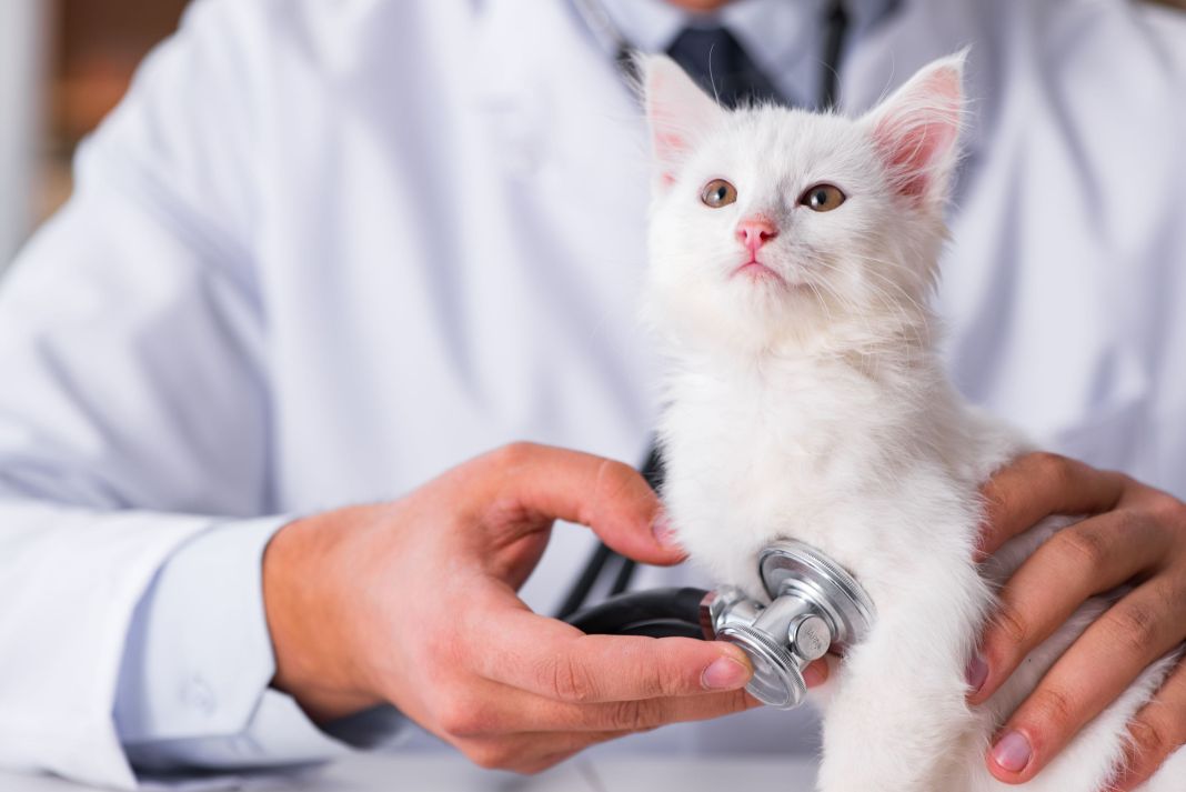 Alerta felina: Cómo la deshidratación silenciosa puede ser un grave riesgo para tu gato 3 Vida.es LA IMPORTANCIA DEL CONTROL VETERINARIO