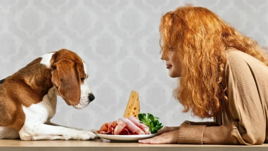 Razones por las que los perros no deben comer jamón 1 Vida.es Alto contenido de sal