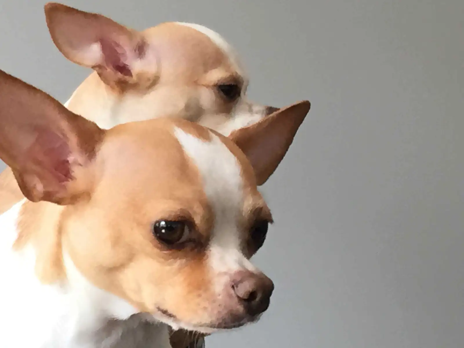 CHIHUAHUAS PEQUEÑOS GIGANTES Y  LOS POODLES ELEGANCIA