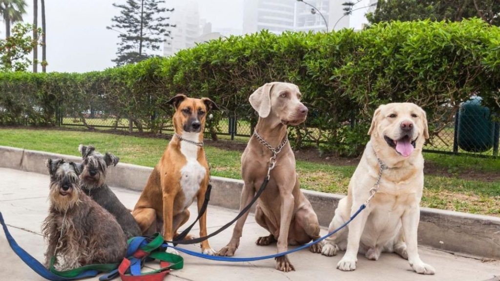 Consideraciones para propietarios de perros inteligentes