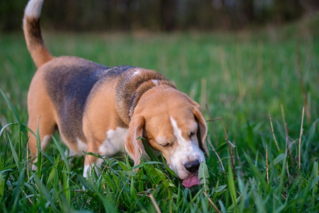 ¿Es perjudicial que mi perro coma hierba? 3 Vida.es Consulta con un veterinario si persisten las preocupaciones
