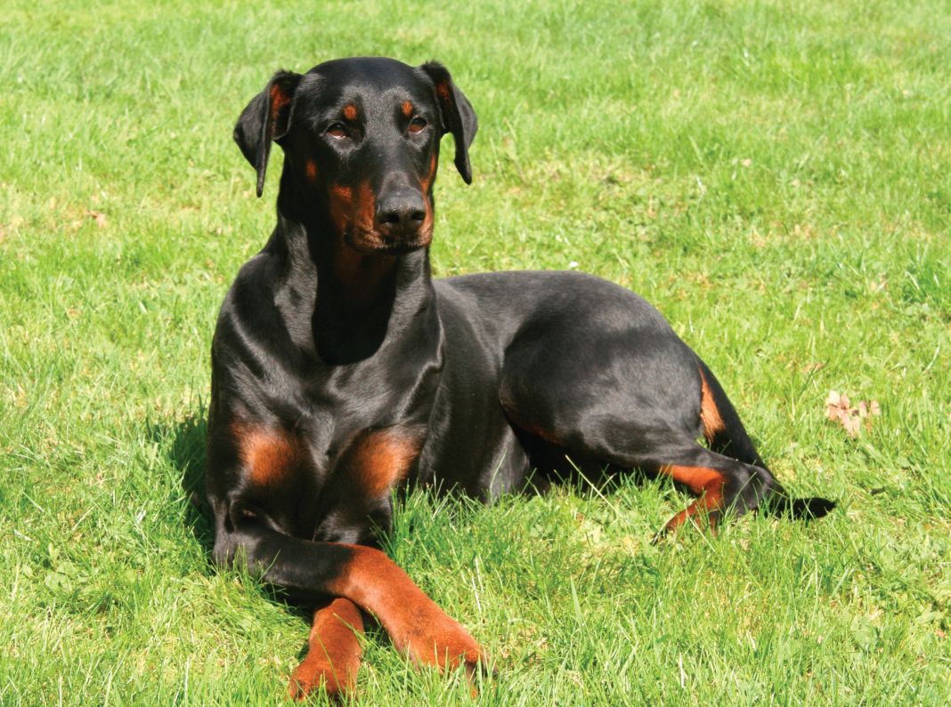 ¡Perros longevos! Las 7 razas que viven más años 2 Vida.es DOBERMAN PINCHER LA FUERZA Y RESISTENCIA O EL SHIH TZU: UN LEGADO DE LONGEVIDAD IMPERIAL