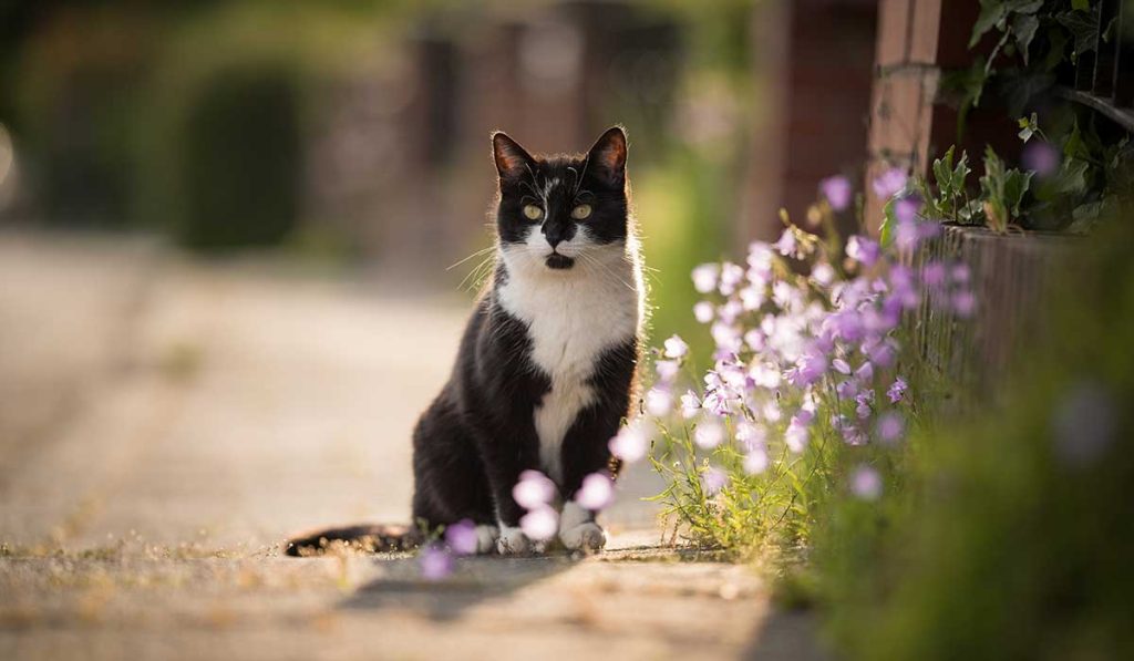 Entendiendo la naturaleza felina: razones por las que los gatos suelen alejarse del hogar 2 Vida.es Deseo de independencia y libertad