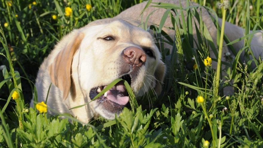 ¿Es perjudicial que mi perro coma hierba? 2 Vida.es Es la hierba una señal de deficiencias nutricionales