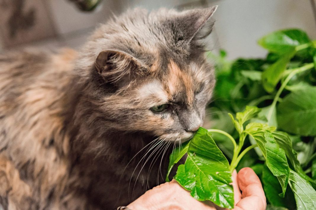 ¿Insomnio felino? Aprende a callar a tu gato en las noches sin perder el amor 3 Vida.es LA IMPORTANCIA DEL BIENESTAR EMOCIONAL EN LOS PATRONES DE SUEÑO