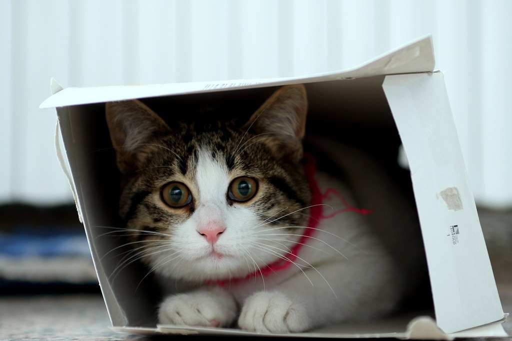 ¡De solitario a sociable! Transforma a tu gato con estas técnicas mega amigables 1 Vida.es COMPRENDIENDO A TU GATO