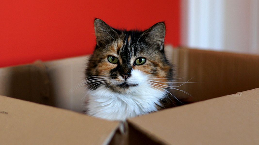 ¿Insomnio felino? Aprende a callar a tu gato en las noches sin perder el amor 1 Vida.es CONOCIENDO A TU FELINO: ¿POR QUÉ LOS GATOS SON ACTIVOS DE NOCHE?