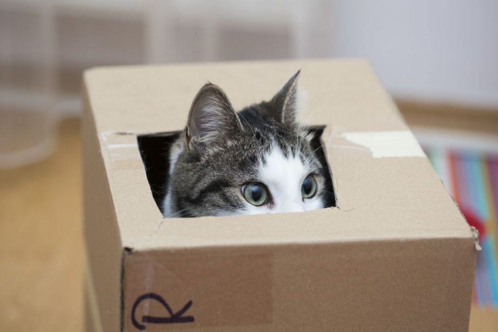 Gatos: 6 formas de transformar el exceso en juego y tranquilidad 1 Vida.es GATOS EN CAJAS 5 Vida.es
