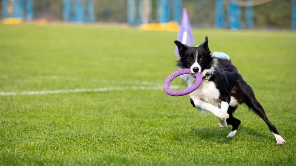 Habilidades de resolución de problemas del border collie