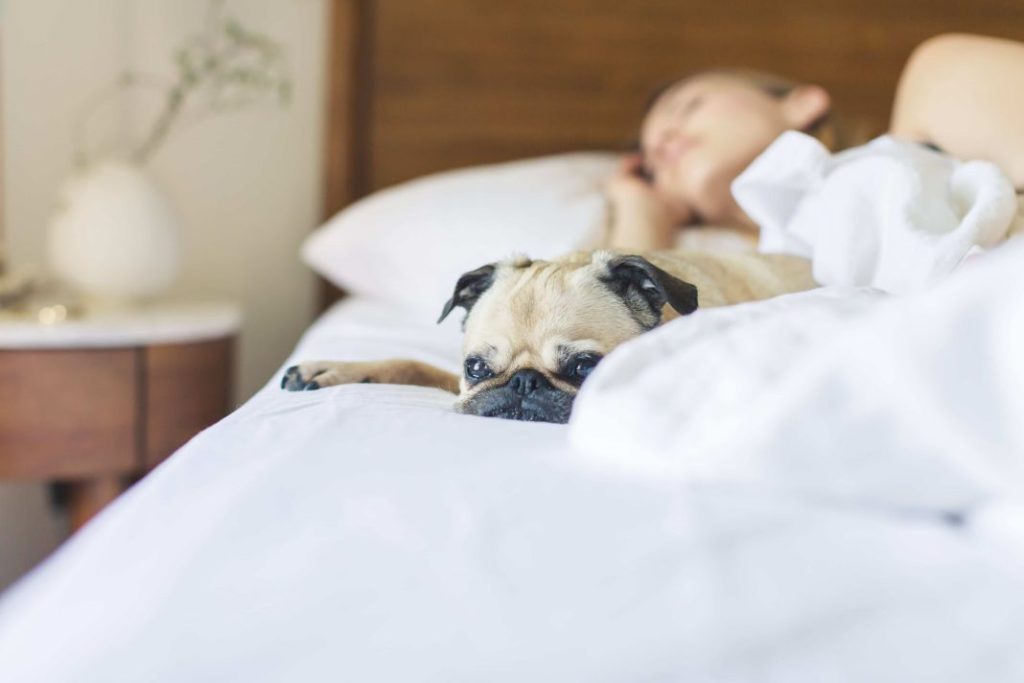 Dormir con tus mascotas: pros y contras 2 Vida.es Higiene y salud