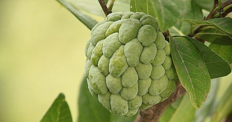 La fruta con más fibra que el kiwi que recomiendan los nutricionistas 3 Vida.es Incorporación de la chirimoya en una dieta equilibrada