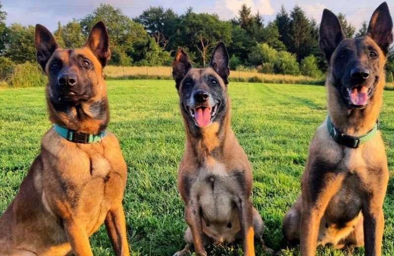 Los atributos cognitivos del Pastor Belga Malinois