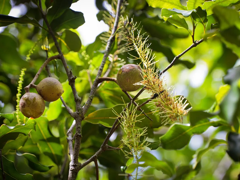 Macadamias