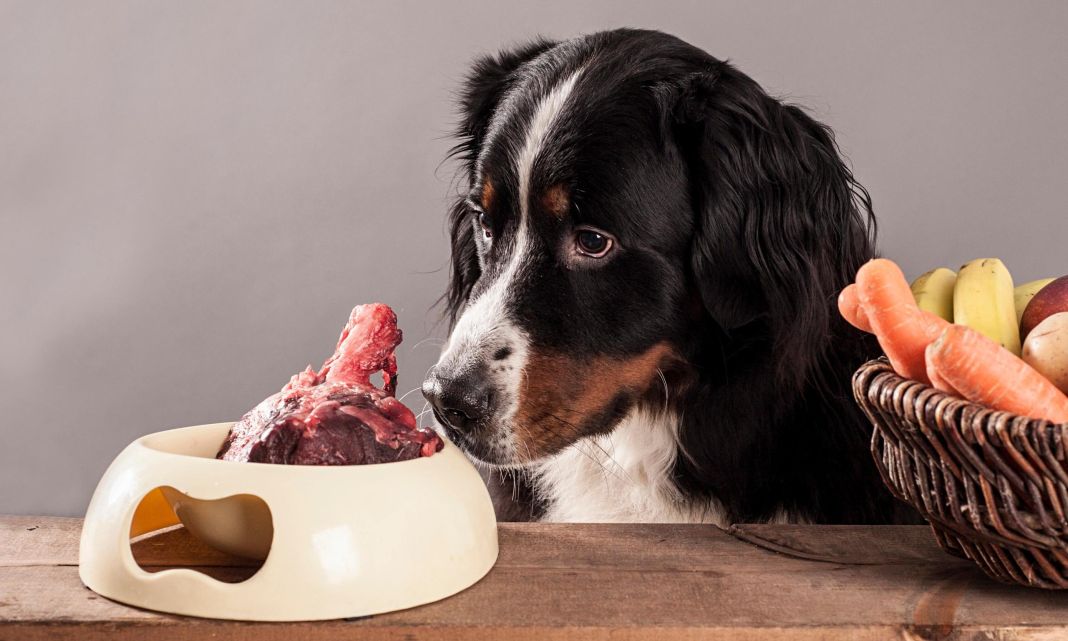 De travieso a tranquilo: Secretos para educar a tu perro y proteger tu casa de los Desastres 3 Vida.es ALIMENTACIÓN Y SALUD