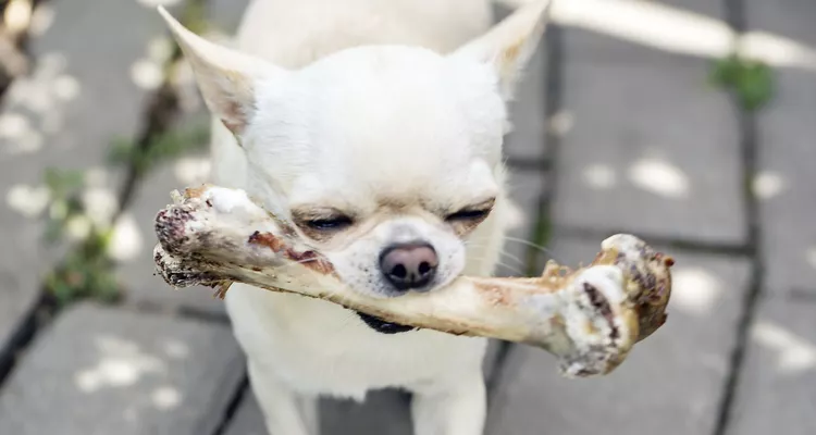 UN RIESGO EN LA DESPENSA: LO QUE NO DEBEN COMER