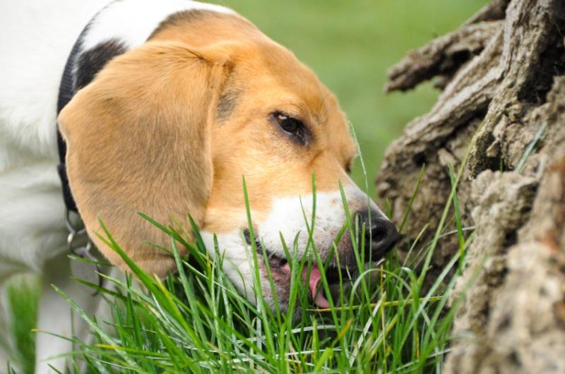 ¿Es perjudicial que mi perro coma hierba? 1 Vida.es Por qué los perros comen hierba