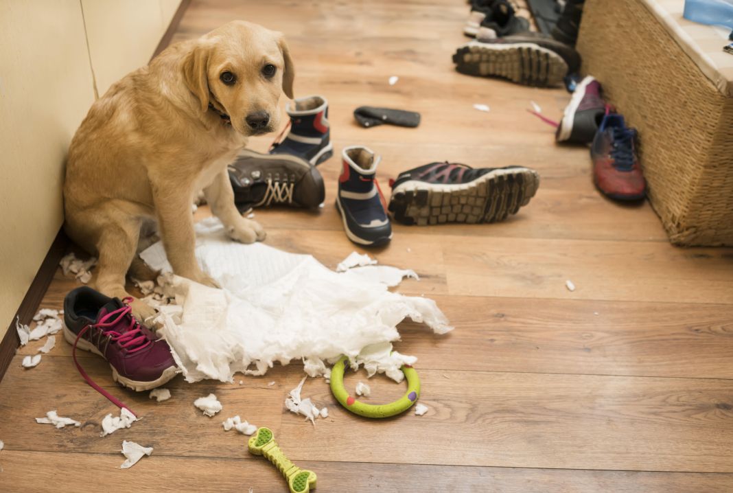De travieso a tranquilo: Secretos para educar a tu perro y proteger tu casa de los Desastres 1 Vida.es PERRO: ENTENDIENDO EL COMPORTAMIENTO CANINO