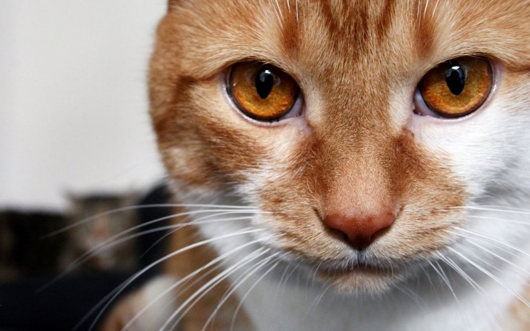 ¡De solitario a sociable! Transforma a tu gato con estas técnicas mega amigables 4 Vida.es COMUNICACIÓN EFECTIVA